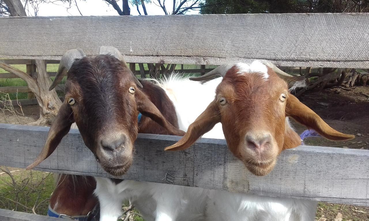 Ripples N Tonic Farmstay Ventnor Ngoại thất bức ảnh